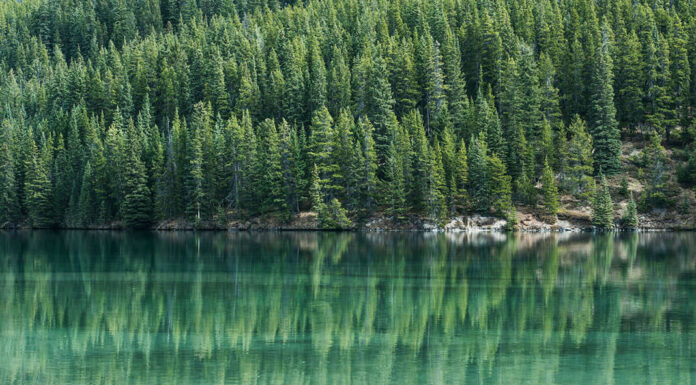 Deforestation: Where is the world losing the most?