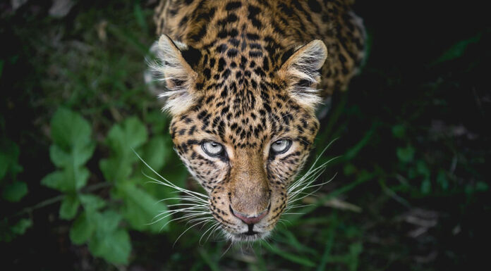 Get inside the hidden world of the mysterious jaguar