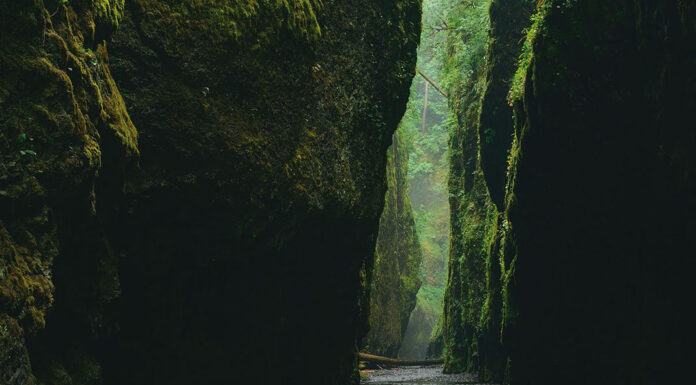 What archaeology is telling us about our forests